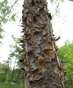 the bark on this tree looks like it has many holes in it