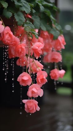 pink flowers hanging from the side of a building with raindrops on their petals