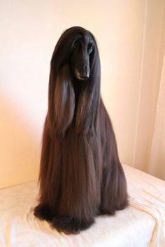 a long haired dog sitting on top of a bed next to a white wall in a room