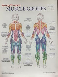 a poster showing the muscles and their major groups, with text describing how they work