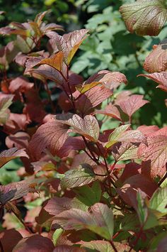 some red leaves are growing in the bushes