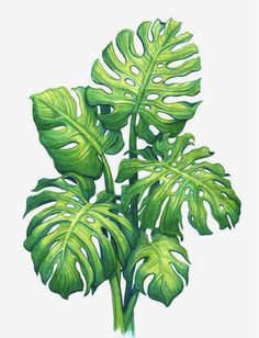 a drawing of a green plant with large leaves