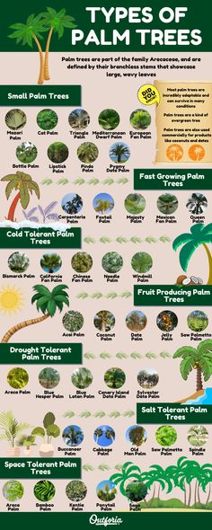 the types of palm trees and their names