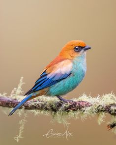 a colorful bird perched on a branch with licheny branches in the foreground