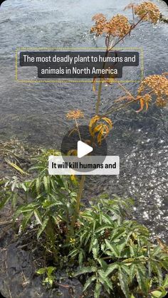 a plant that is growing out of the ground next to some water and plants with words on it