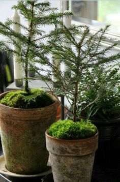 two potted plants with moss growing on them