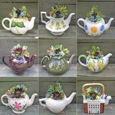 there are many different teapots with plants in them