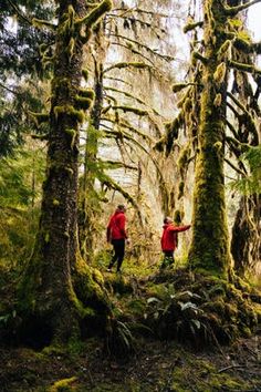 two people standing in the middle of a forest with moss growing on trees and ferns