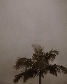 a black and white photo of a palm tree on a foggy day with an airplane in the sky