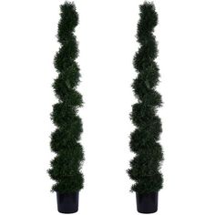 two tall trees are shown in black pots