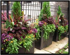 there are many different plants in the planters