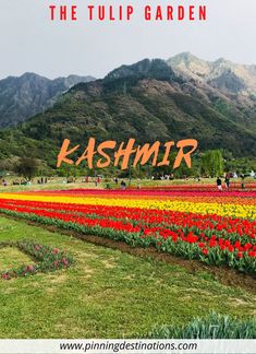 the tulip garden in kashmr, pakistan with text overlaying it