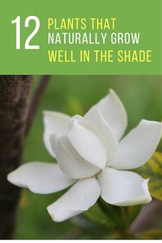 a white flower with green leaves in the background