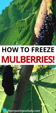 grapes growing on the vine with text overlay reading how to freeze mulbberries