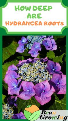 purple flowers with green leaves and the words how deep are hydrangea roots?