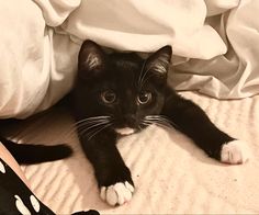 a black and white cat laying on top of a bed