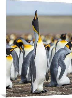 a large group of penguins standing next to each other on the ground with one penguin looking up