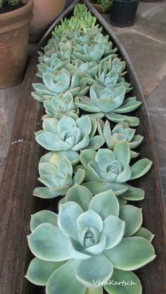 a row of succulents sitting on top of a wooden bench