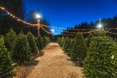 christmas trees are lined up in rows on the side of a dirt road at night