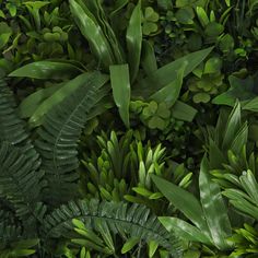 green plants are growing on the side of a wall with lots of leaves around them