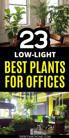 3 best plants to brighten a windowless office, showcasing indoor plants that thrive in low light for office decor and styling. Office Without Windows, Best Desk Plants, Windowless Office, Decorating Your Office At Work, Indoor Office Plants, Work Cubicle Decor, Best Indoor Hanging Plants, Best Plants For Bedroom, Easy House Plants