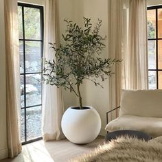 a living room filled with furniture and a potted plant in the middle of the room