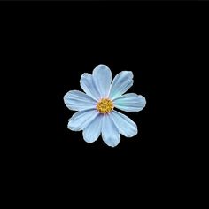 a single blue flower with yellow center on a black background in the middle of the image