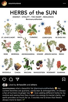 Herb Meanings, Herbal Witch, Natural Antibiotic, Witch Herbs, Green Witchcraft, Witch Garden, Witch Diy