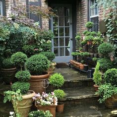 potted plants line the steps leading to a front door