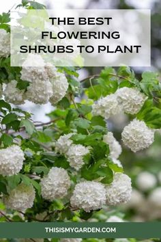 the best flowering shrubs to plant