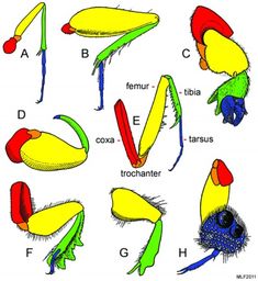 an image of different types of bugs