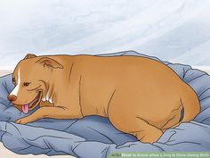 a large brown dog laying on top of a blue blanket next to a white wall