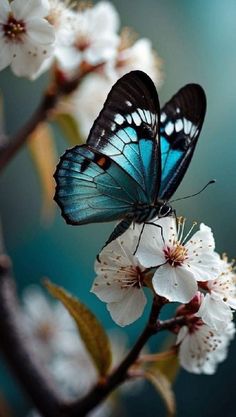 a blue and black butterfly sitting on top of a white blossoming tree with its wings open