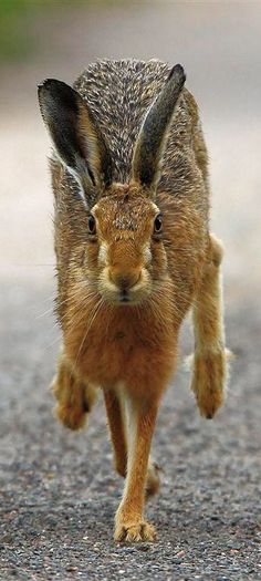 a brown bunny rabbit running across a road with it's ears curled up in the air