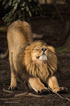 a lion rolling around on its back in the dirt