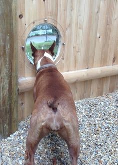 a brown and white dog standing in front of a wooden fence looking at its reflection in the mirror