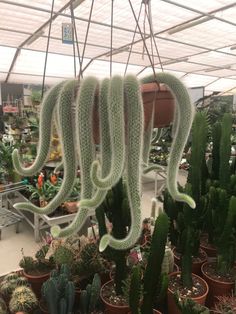 several cactus hanging from the ceiling in a greenhouse