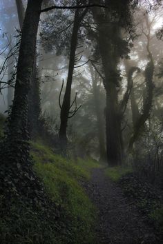 a path in the woods with fog and trees on either side, leading up to it