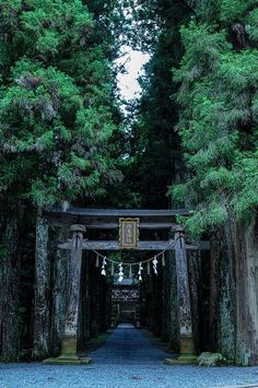 an entrance to a forest with tall trees and decorations hanging from it's sides