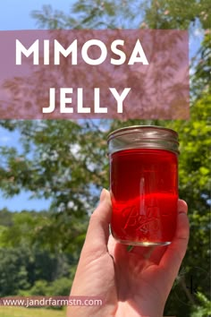 a hand holding a jar of red liquid with the words mimosa jelly above it