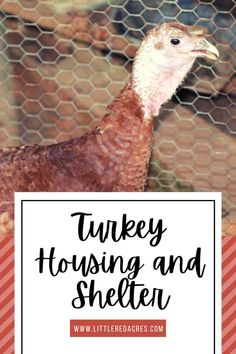 a turkey standing in front of a chicken wire fence with the words turkey housing and shelter