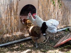 two chickens standing next to each other in front of a chicken coop with the door open