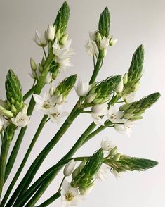 Singular Flower, Flower Games, Long Stem Flowers, Aisle Flowers, Memorial Flowers, Flower Arrangements Simple, Star Of Bethlehem