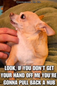 a small dog is being petted by someone's hand on a blanket with the caption, look, if you don't get your hand off me you're going to corona pull back a nub