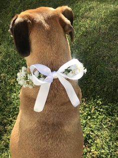 a brown dog wearing a white ribbon and flowers on it's collar is sitting in the grass