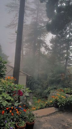 some potted plants and trees on a foggy day