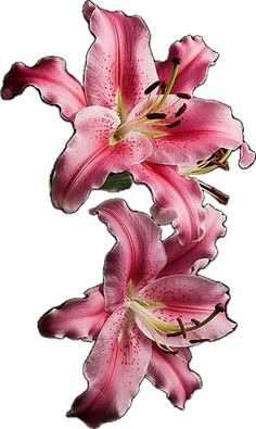 three pink lilies on a white background