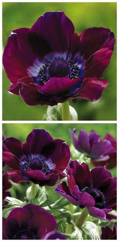 two pictures of purple flowers in the grass