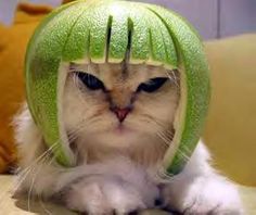 a white cat wearing a green fruit helmet on top of it's head with the caption que me fu la pequeria, por?