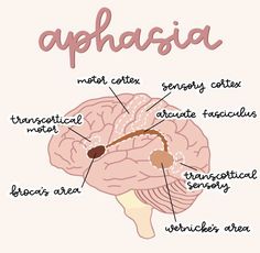 the parts of an aphassia on a pink background with words in english and spanish